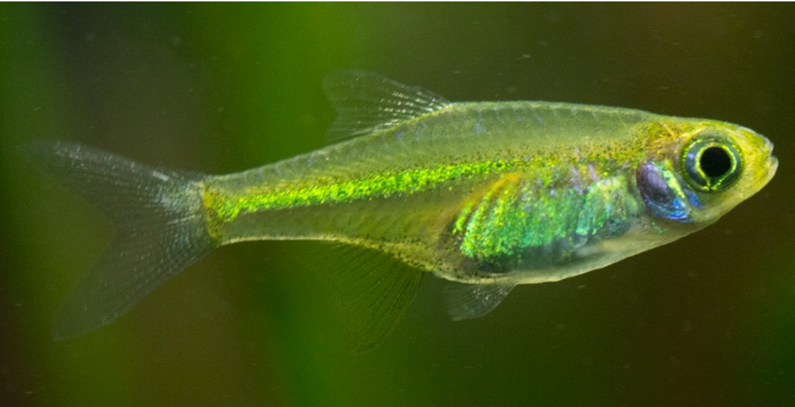 Kubotai Rasbora